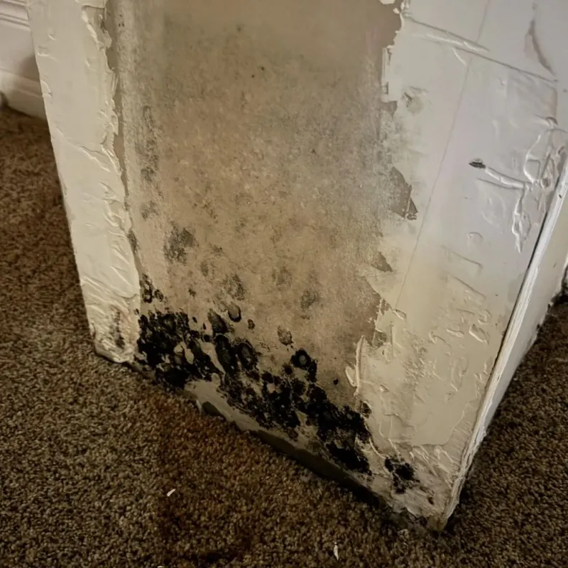 Professional Mold Removal in Rheems, PA